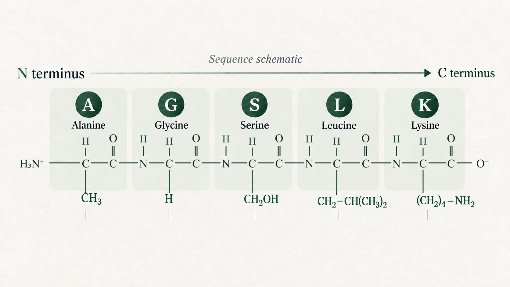 Conceptual peptide sequence with residue symbols and side-chain annotations.