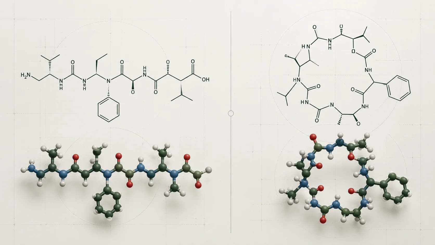 Linear open-chain peptide compared with a cyclic ring-shaped peptide structure.