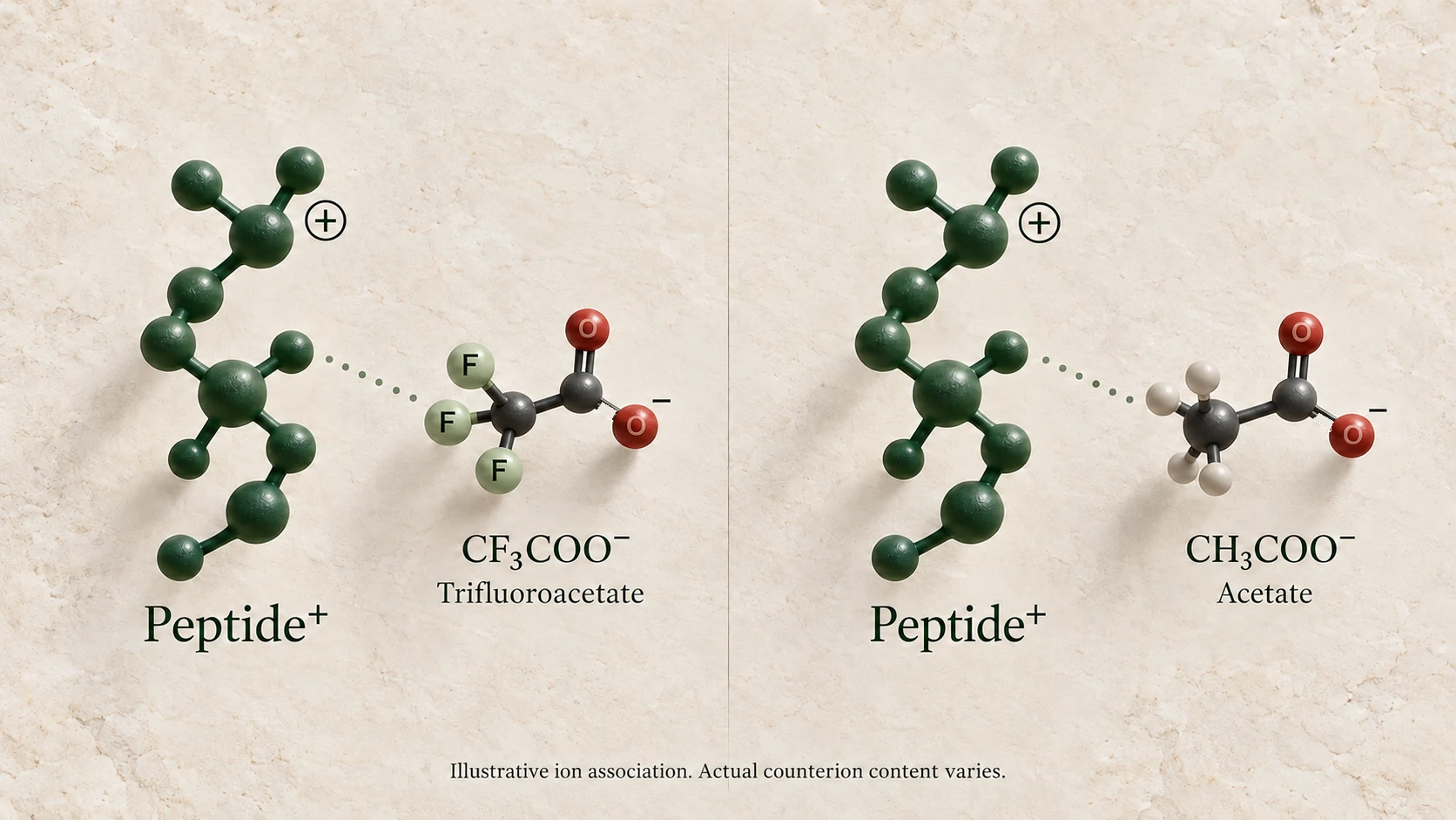 Conceptual comparison of peptide counterions on two molecular illustrations.