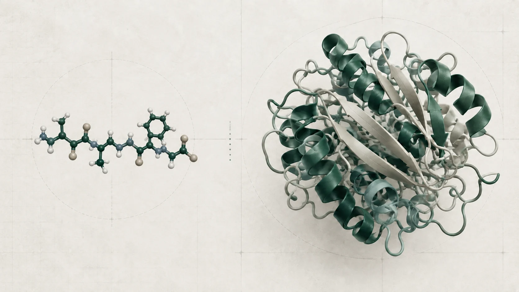 Short peptide chain compared with a larger folded protein structure.